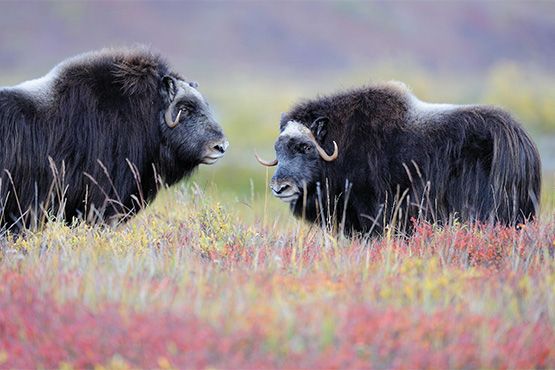 East Greenland animals